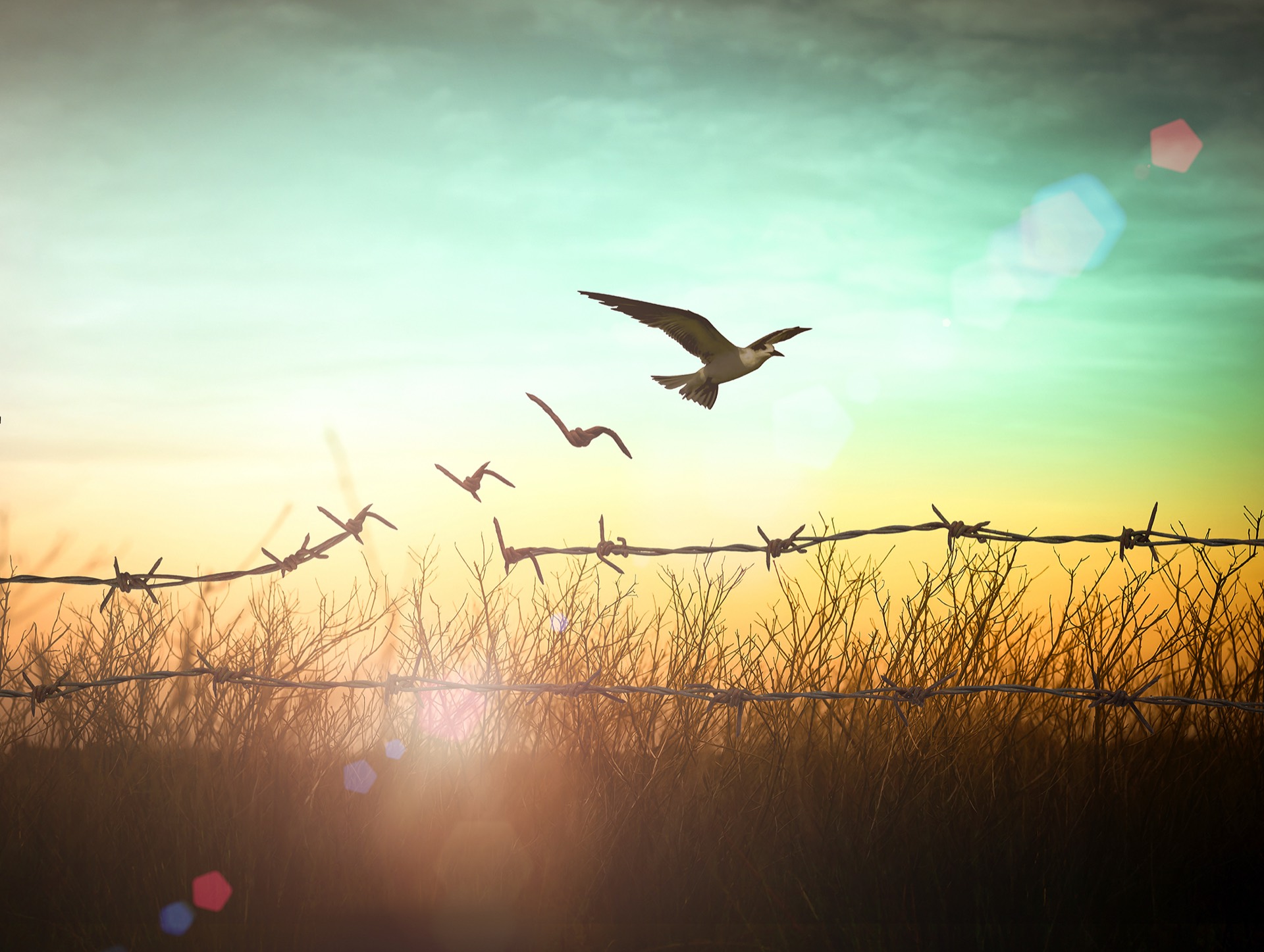 Golden sunrise over an open field